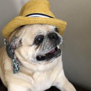 Meet your Posher, Carol